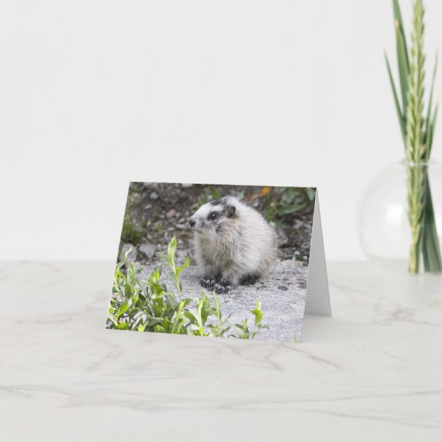 Baby Marmot, Denali National Park, Alaska Card (Front)