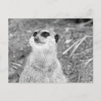 "Baby Meerkat" Postcard