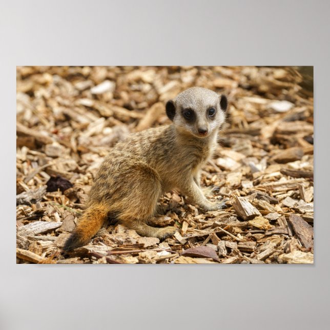 Baby Meerkat Poster (Front)