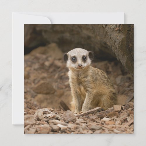 Baby Meerkats Precious Pose