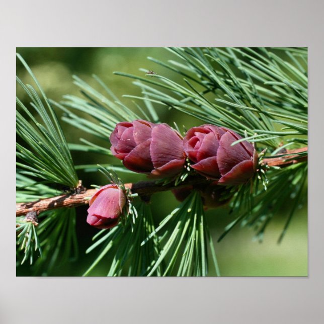 Baby Miniature Pine Cones Nature Poster (Front)