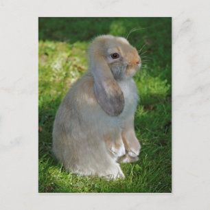 Baby Minilop Rabbit Postcard