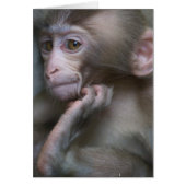 Baby Monkey (Front)