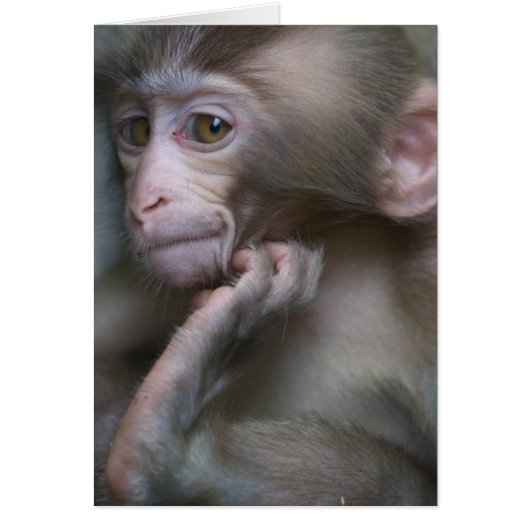 Baby Monkey Cards (Front)