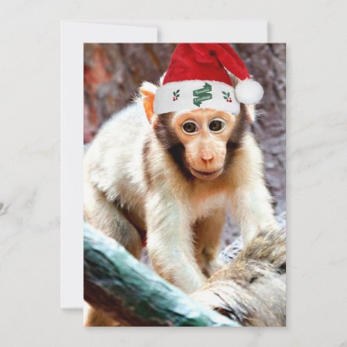 Baby Monkey Celebrates Christmas Card