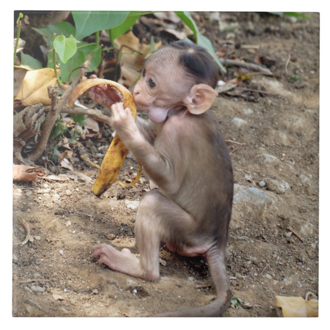 Baby Monkey Ceramic Tile (Front)