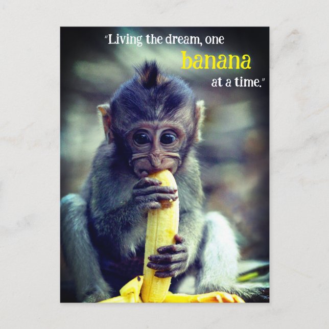 Baby Monkey Eating Banana Holiday Postcard (Front)