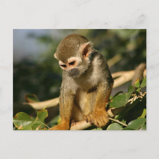 Baby Monkey Postcard (Front)