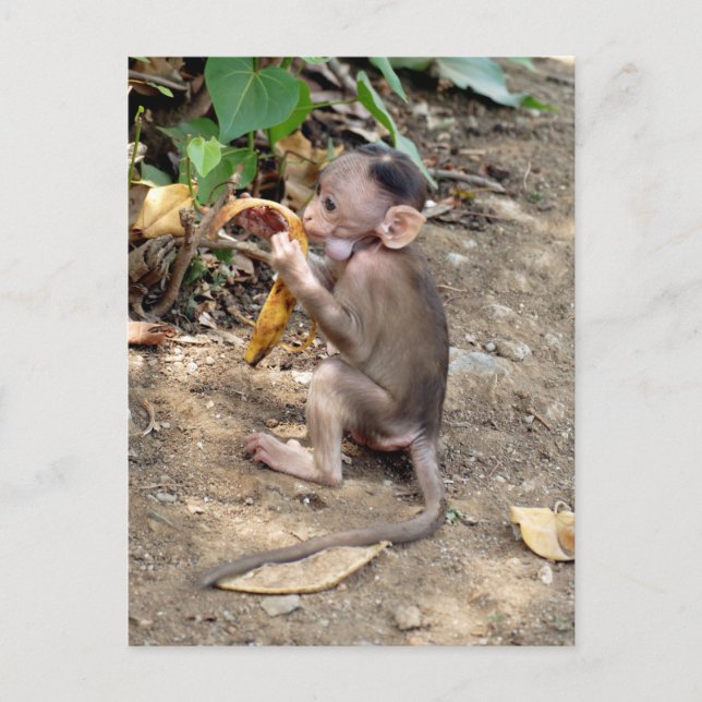 Baby Monkey Postcard (Front)