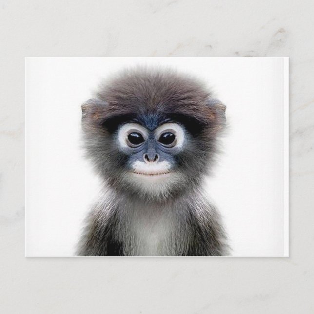 baby monkey postcard (Front)