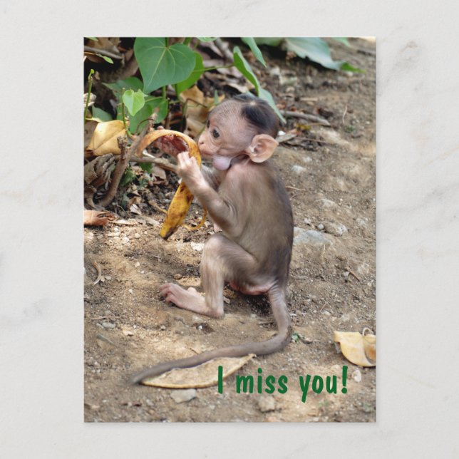 Baby Monkey Postcard (Front)