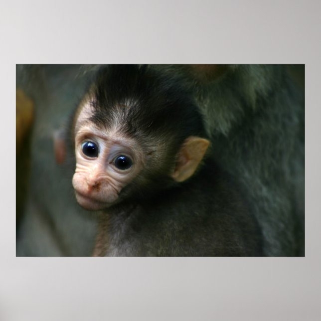 Baby Monkey Poster (Front)