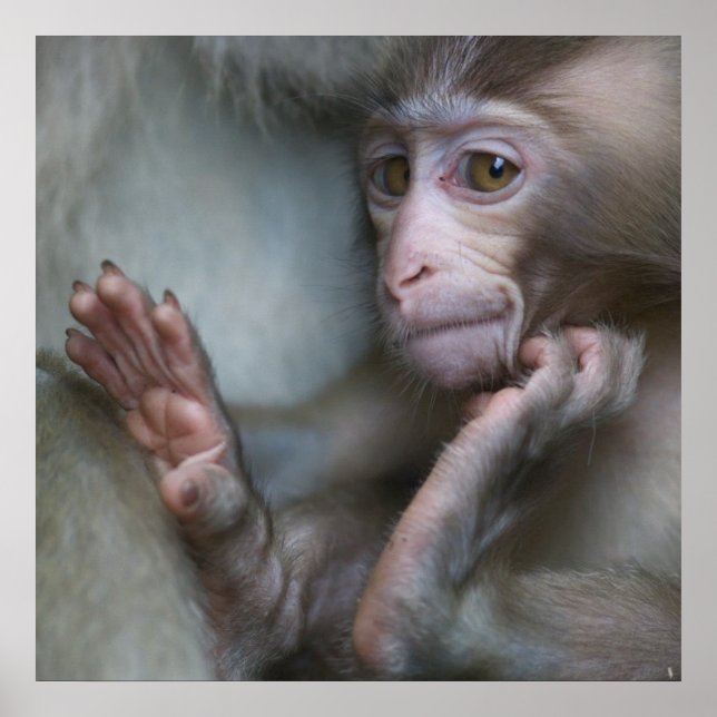 Baby Monkey Poster (Front)