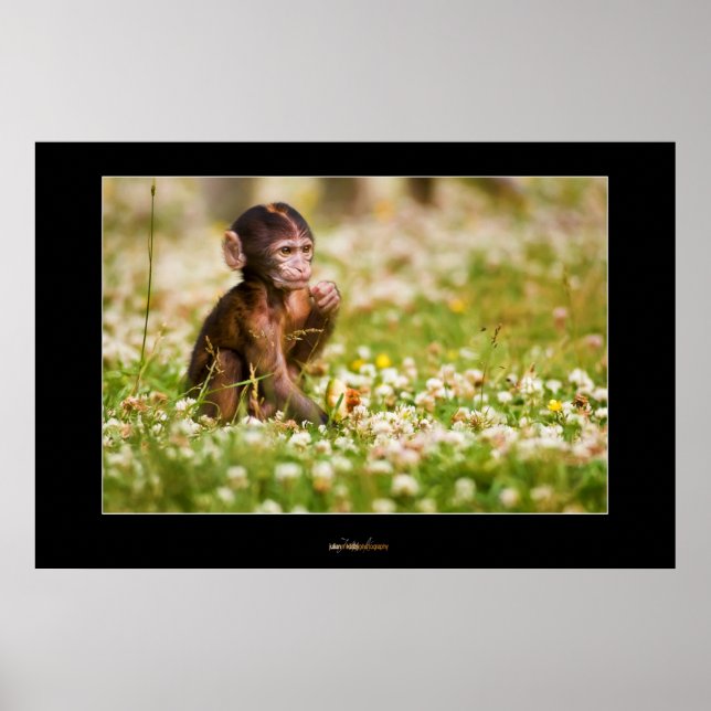 Baby Monkey Poster (Front)