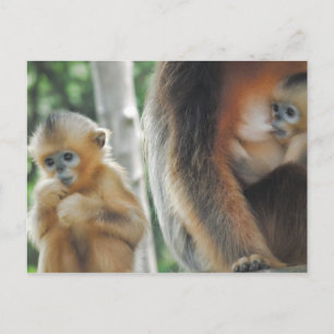 Baby Monkey with mother Postcard