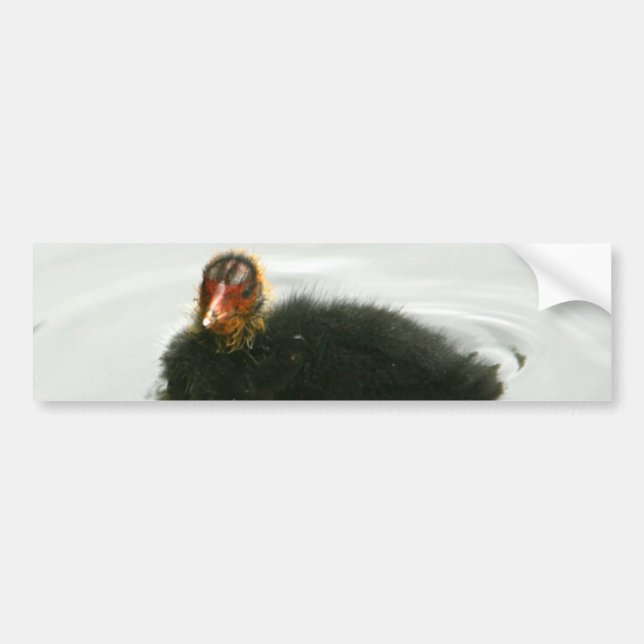 Baby Moorhens Bumper Sticker (Front)