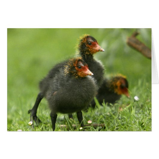 Baby Moorhens, England. (Front Horizontal)
