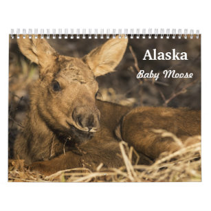 Baby Moose Calendar