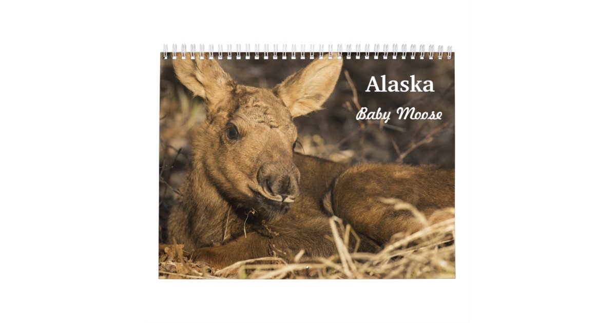 Baby Moose Calendar | Zazzle.com