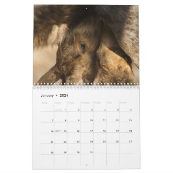 Baby Moose Calendar | Zazzle