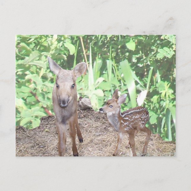 Baby moose calf and fawn postcard (Front)