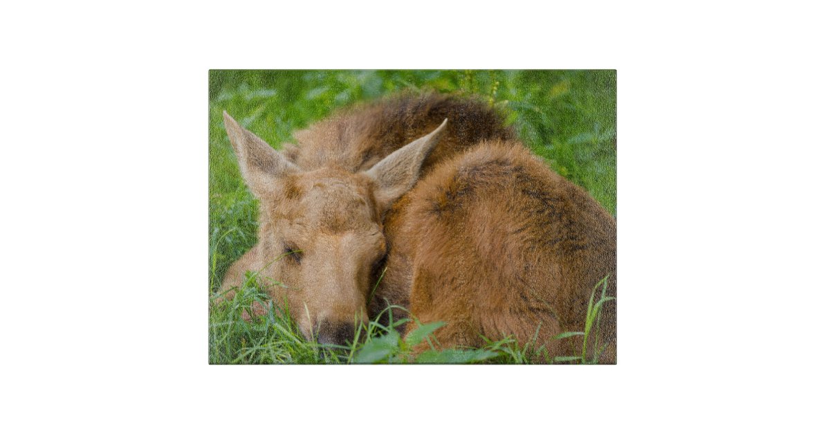 Baby Moose Sleeping In Grass Baby Animal Cutting Board Zazzle Com