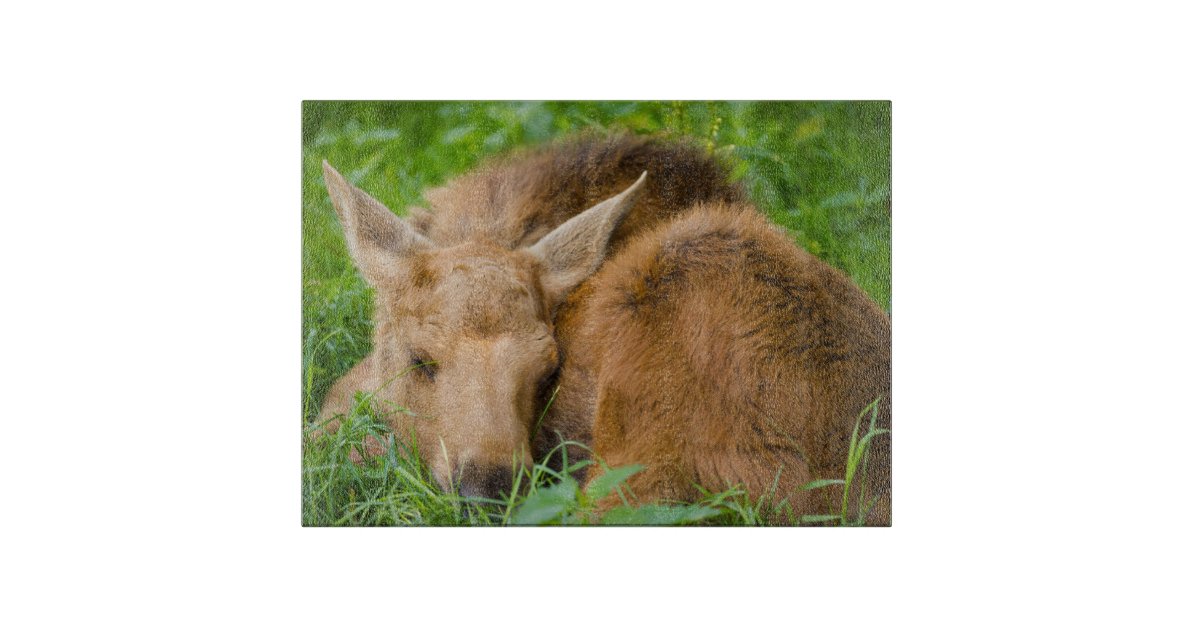 Baby Moose Sleeping In Grass Baby Animal Cutting Board Zazzle Com Baby Moose Sleeping In Grass Baby Animal Cutting Board Zazzle Com