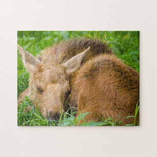 Baby Moose Sleeping In Grass, Baby Animal Jigsaw Puzzle