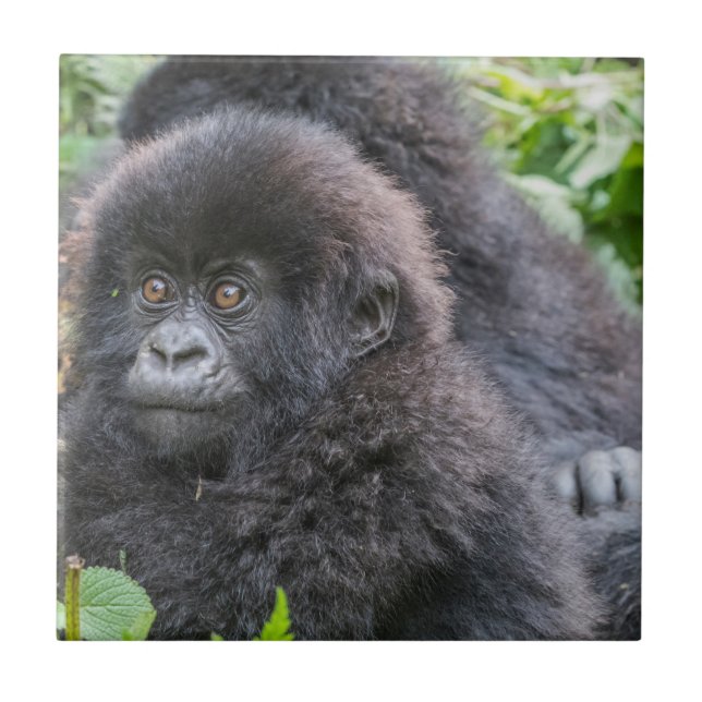 Baby Mountain Gorilla Ceramic Tile (Front)