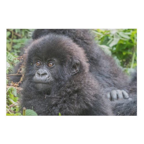 Baby Mountain Gorilla Faux Canvas Print