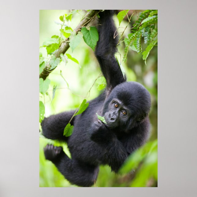 Baby Mountain Gorilla Playing in Rainforest Poster (Front)