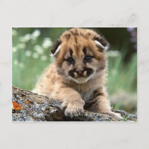 Baby Mountain Lion Cub Postcard