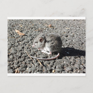 Baby Mouse Postcard