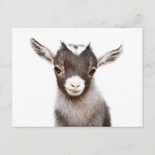 baby nanny goat postcard