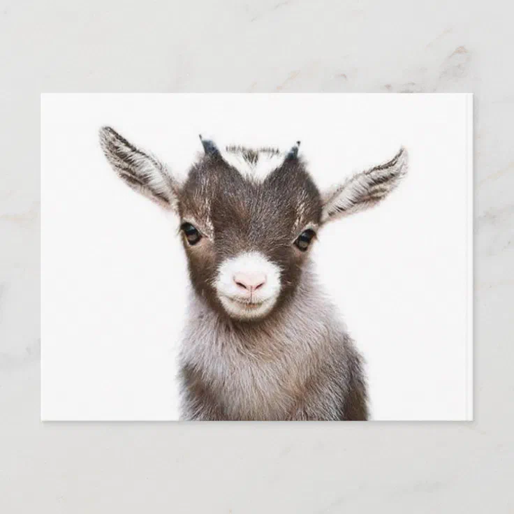 baby nanny goat postcard | Zazzle