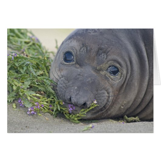 Baby Northern Elephant Seal (Front Horizontal)