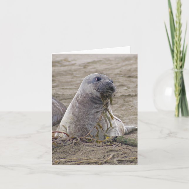 Baby Northern Elephant Seal Card (Front)