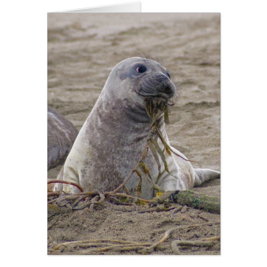 Baby Northern Elephant Seal Card