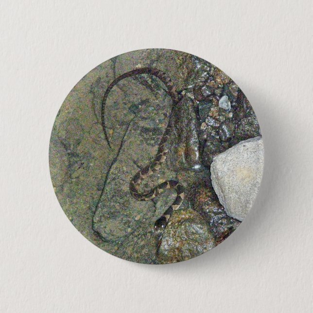 Baby Northern Water Snake (Nerodia sipedon) Items Button (Front)