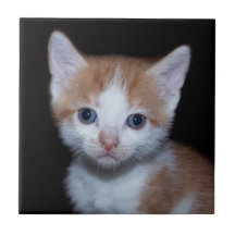 Baby orange and white tabby kitten