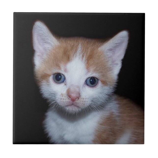 Baby orange and white tabby kitten ceramic tile (Front)