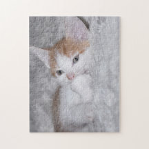 Baby orange and white tabby kitten