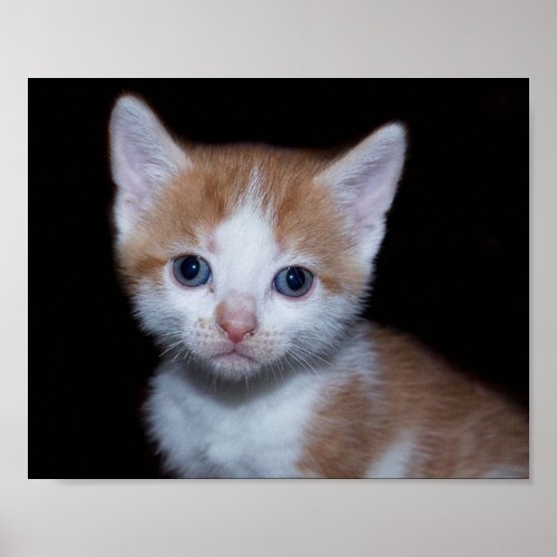 Baby orange and white tabby kitten poster