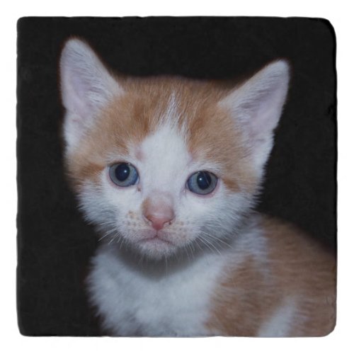 Baby orange and white tabby kitten trivet
