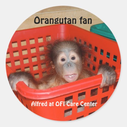 Baby Orangutan Alfred Classic Round Sticker