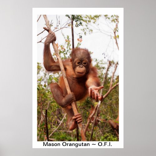Baby Orangutan Mason Poster