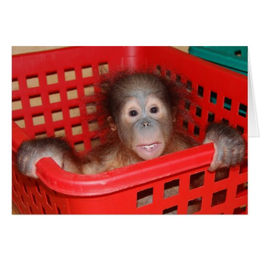 Baby Orangutan Orphan Cards (Front Horizontal)