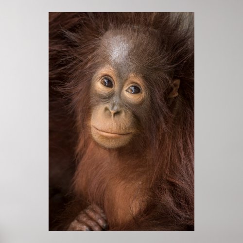 Baby Orangutan Portrait Poster