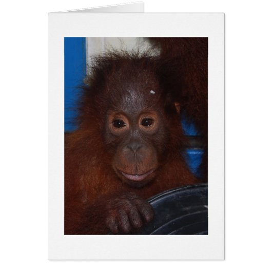 Baby Orangutan, son of Akmad Cards (Front)