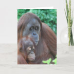 Baby Orangutan with Mother  Greeting Card